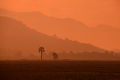 Tree on field in foggy weather