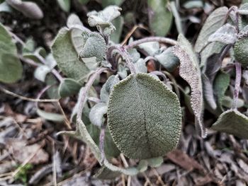 Close-up of fresh plant