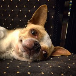 Close-up portrait of chihuahua resting on seat