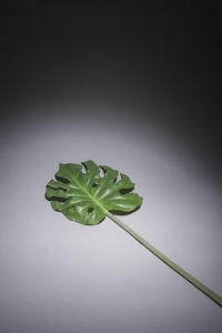 Close-up of plant leaves against black background