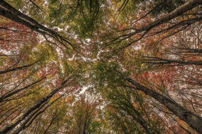 Low angle view of trees in forest