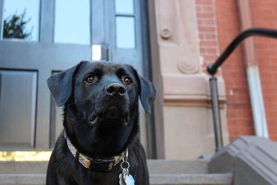 Portrait of a dog