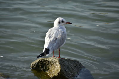 Seagull perching on rock in lake