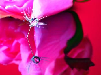 Close-up of insect on flower