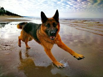 Portrait of dog on beach