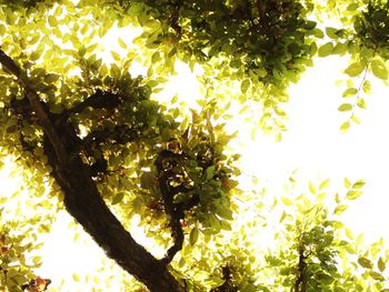 Low angle view of flowering tree against sky