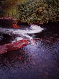 View of stream in forest