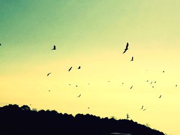 Low angle view of bird flying over the sky