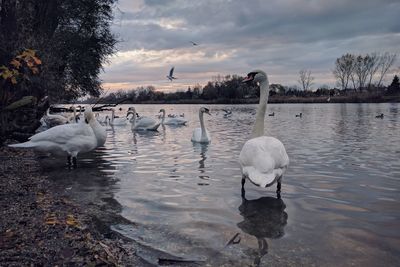 Swans swimming in lake against sky