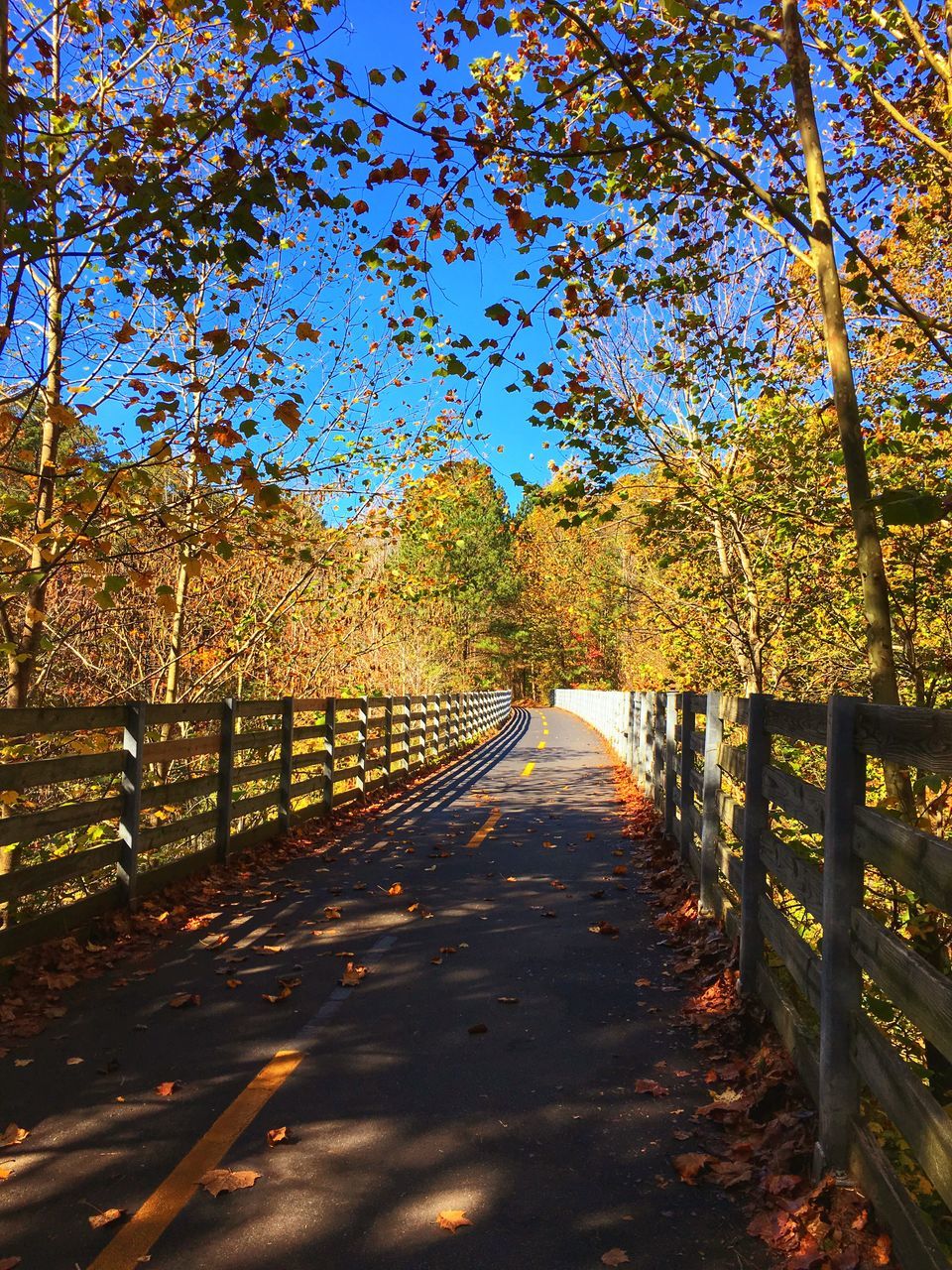 the way forward, tree, diminishing perspective, vanishing point, built structure, railing, architecture, walkway, footpath, autumn, tranquility, pathway, sunlight, nature, fence, long, clear sky, growth, day, shadow