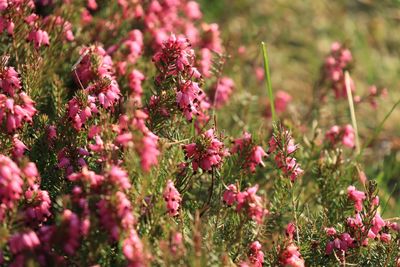 Close-up of pink flowering plants on field