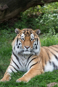 Portrait of a tiger