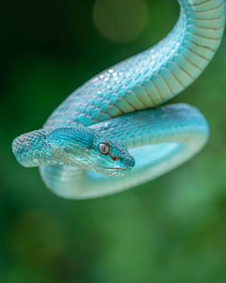 Close-up of snake