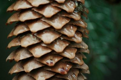 Close-up of pine cone