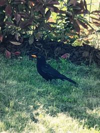 Side view of a bird on field