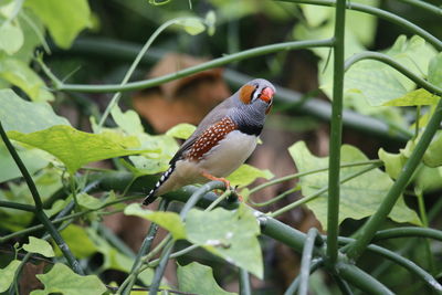 Close-up of bird perching on plant