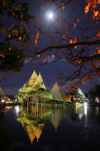 Reflection of trees in lake at night