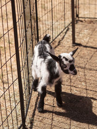 Close-up of goat in fence