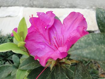 Close-up of pink flowers