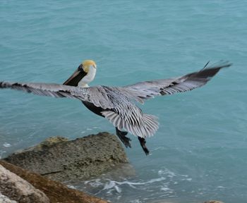 Close-up of pelican flying over sea