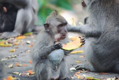 Close-up of japanese macaque infant eating fruit on retaining wall