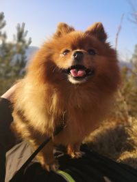 Close-up of dog looking away