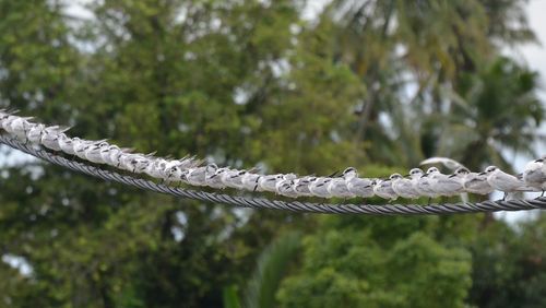 Close-up of water drop on tree