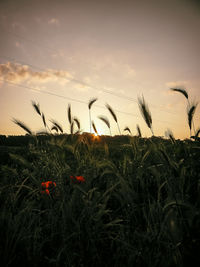 Plants growing on field against sky during sunset