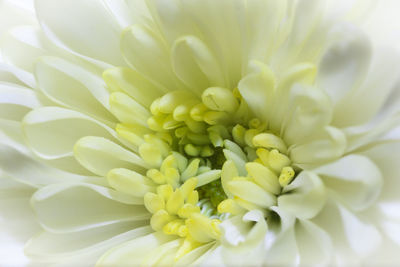 Close-up of dahlia