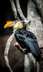 Side view of hornbill perching on branch at chester zoo