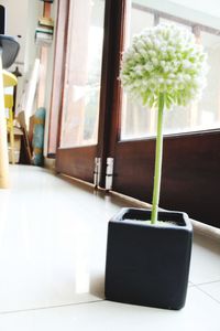 Close-up of potted plant on table at home