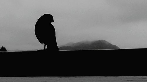 Silhouette of bird flying over landscape