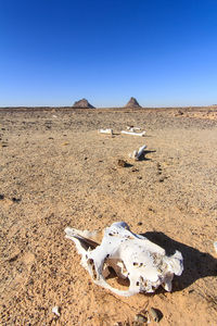 View of animal skull in desert