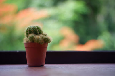 Close-up of potted plant on table