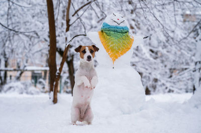 Dog jack russell terrier walks on the street in winter. snowman in a scarf