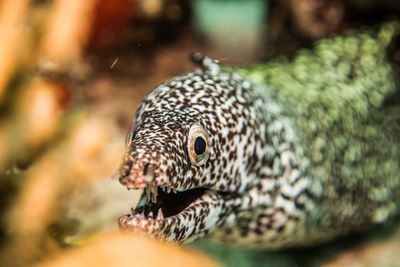 Close-up of turtle in sea
