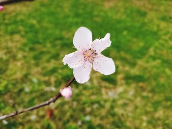 Close-up of white cherry blossoms