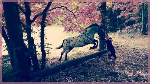 one animal