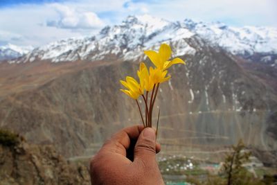 Close-up of hand holding yellow flower