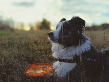 Dog looking away on field