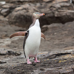 Close-up of bird against blurred background
