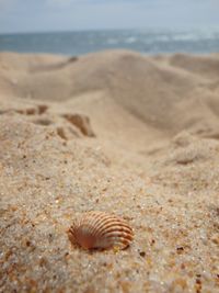 Seashell on sandy beach