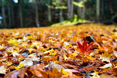 Fallen maple leaves on tree during autumn