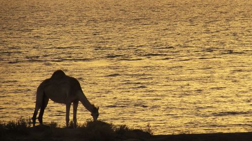 Horse standing on sea shore during sunset