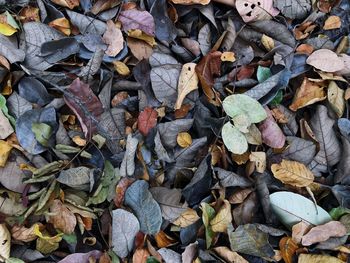Full frame shot of dry leaves on field