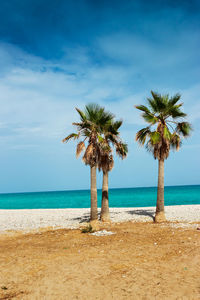 Palm trees on beach against sky