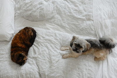 Playful shih tzu by tortoiseshell cat on bed at home