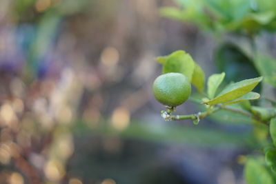 Close-up of fruit growing on plant