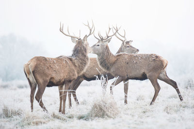 Deers on snow covered field against sky