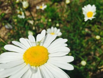 Close-up of fresh white flower blooming in park